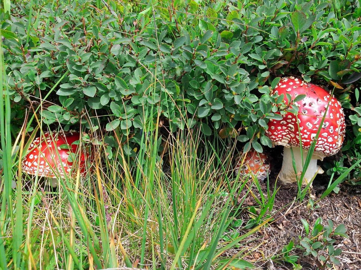 Apartamento Le Balze Di Carisolo, Trilocale Con Giardino Exterior foto